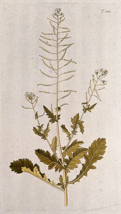 White rocket (Diplotaxis erucoides (L.) DC): flowering and fruiting stem
