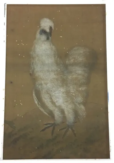 White Rooster