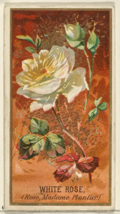 White Rose (Rose, Madame Plantier), from the Flowers series for Old Judge Cigarettes