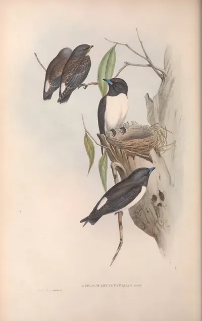 White-rumped Wood Swallow