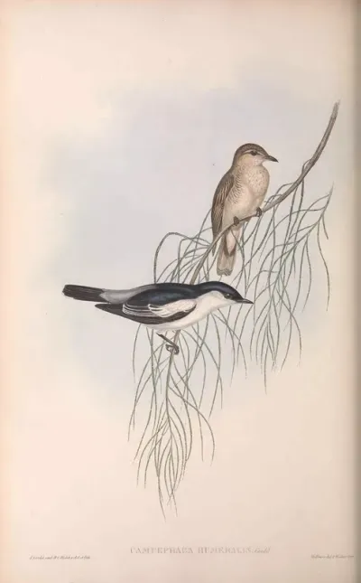 White-shouldered Campephaga
