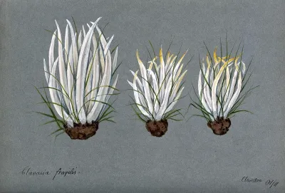 White spindles fungus (Clavaria fragilis): three fruiting bodies growing amongst grass