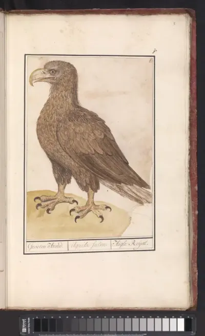 White-tailed eagle