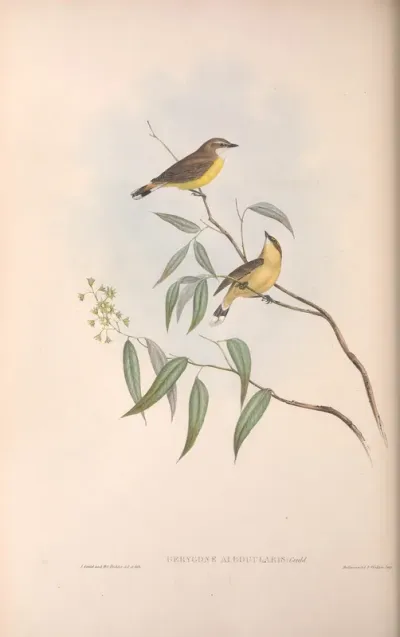 White-throated Gerygone
