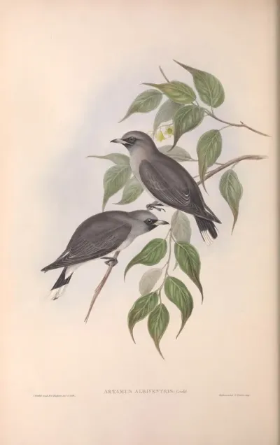 White-vented Wood Swallow