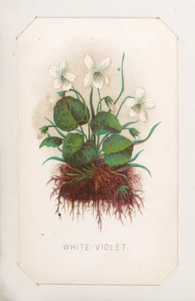 White Violet card from the "Plant with Root" series