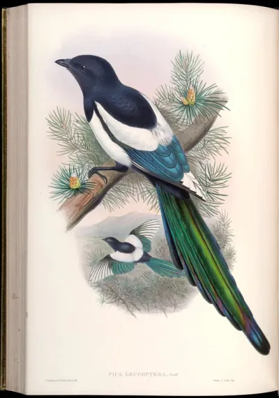 White-winged Magpie