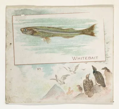 Whitebait, from Fish from American Waters series (N39) for Allen & Ginter Cigarettes