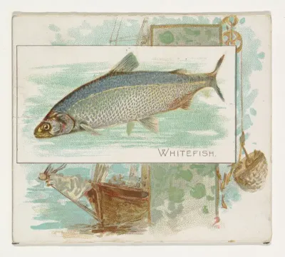 Whitefish, from Fish from American Waters series (N39) for Allen & Ginter Cigarettes