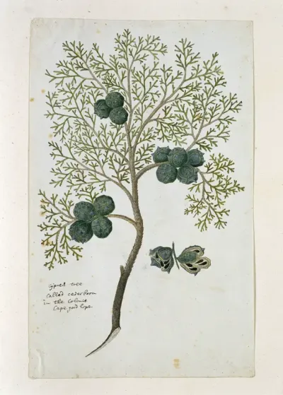 Widdringtonia nodiflora (L.) E. Powrie (Mountain cypress, or Cape cedar)
