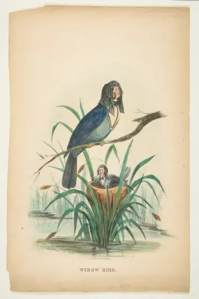 Widow Bird, from "The Comic Natural History of the Human Race"