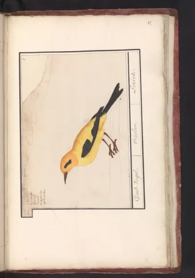 Wielewaal (Oriolus oriolus)