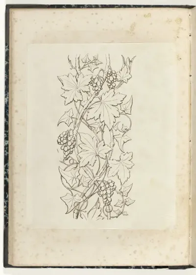 Wijnranken
