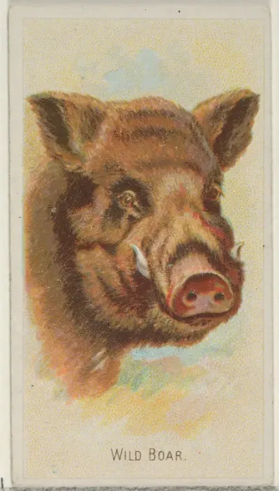 Wild Boar, from the Wild Animals of the World series (N25) for Allen & Ginter Cigarettes