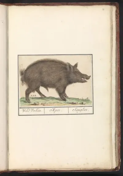 Wild Boar (Sus scrofa)