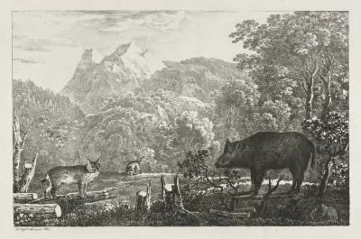 Wild Boar, Wildcat and Lynx