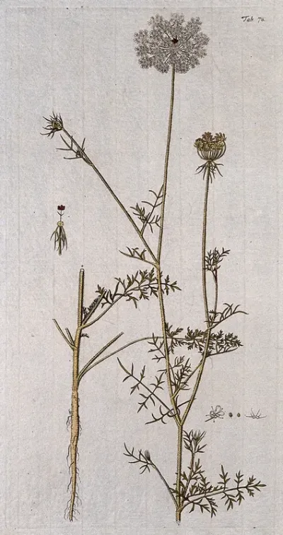 Wild carrot (Daucus carota L.): flowering stem with separate root and floral segments