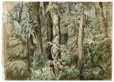Wild forest