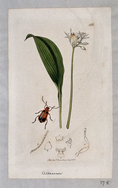 Wild garlic plant (Allium ursinum) with an associated beetle and its anatomical segments