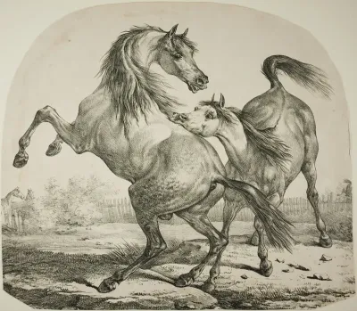 Wild Horses Fighting