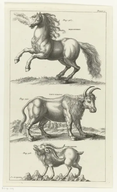 Wild paard, een os en een steengeit