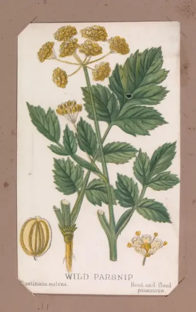 Wild Parsnip from the Plants series