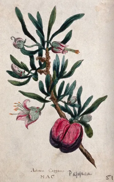 Wild plum (Pappea capensis): flowering and fruiting stem