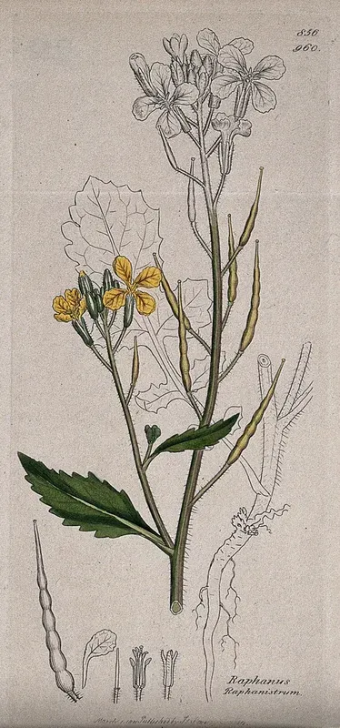 Wild radish (Raphanus raphanistrum): flowering stem, root and floral segments