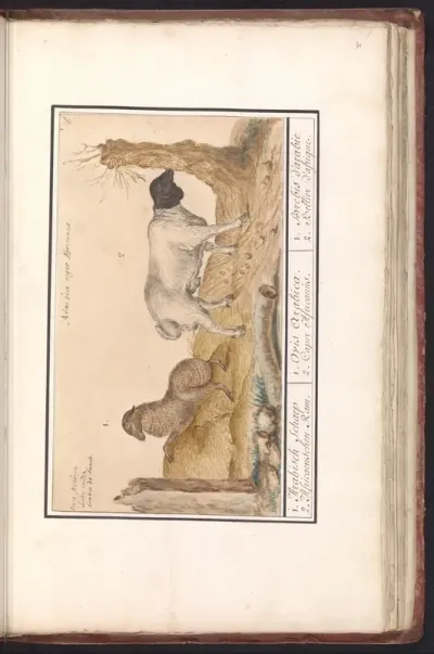 Wild schaap (Ovis) en Afrikaanse geit (Capra)