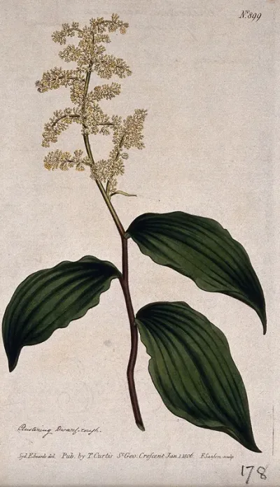 Wild spikenard (Smilacina racemosa): flowering stem