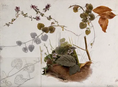 Wild thyme (Thymus praecox): flowers, stems and leaves in various pictures