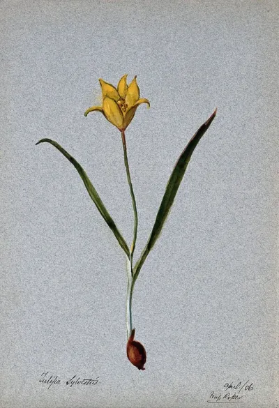 Wild tulip (Tulipa sylvestris): flowering plant