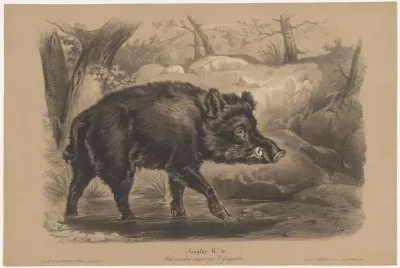 Wild zwijn