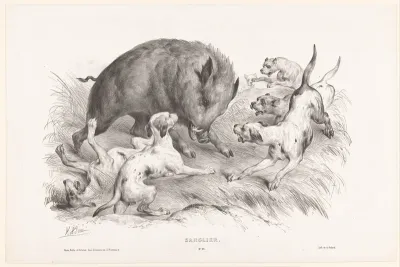 Wild zwijn aangevallen door honden