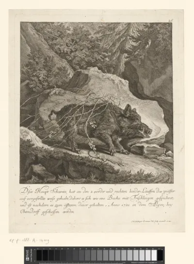 Wild zwijn gevangen in een doornenstruik