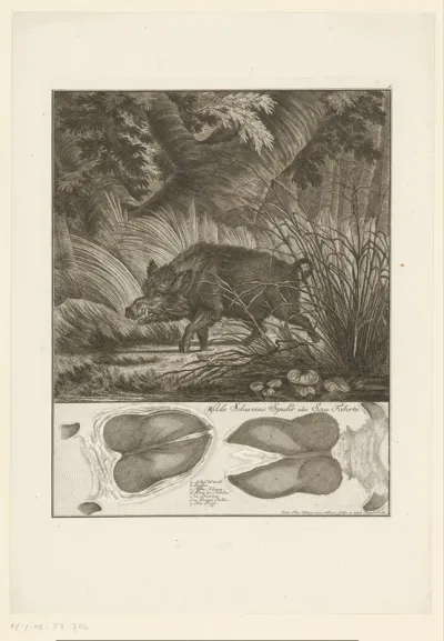 Wild zwijn met spoor