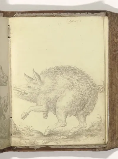 Wild zwijn