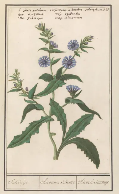Wilde cichorei (Cichorium intybus)