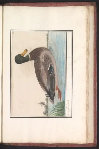 Wilde eend (Anas platyrhynchos)