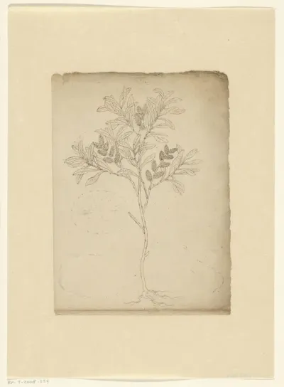 Wilde gagel (Myrica gale)