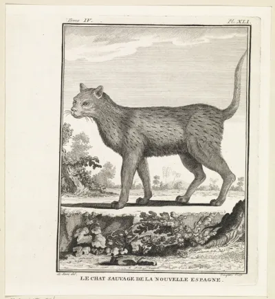 Wilde kat