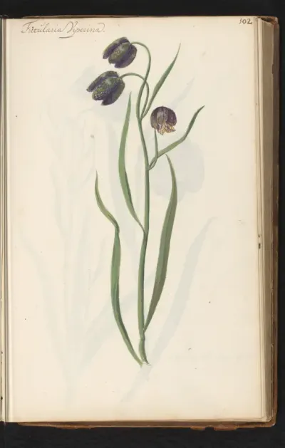 Wilde kievitsbloem (Fritillaria meleagris)