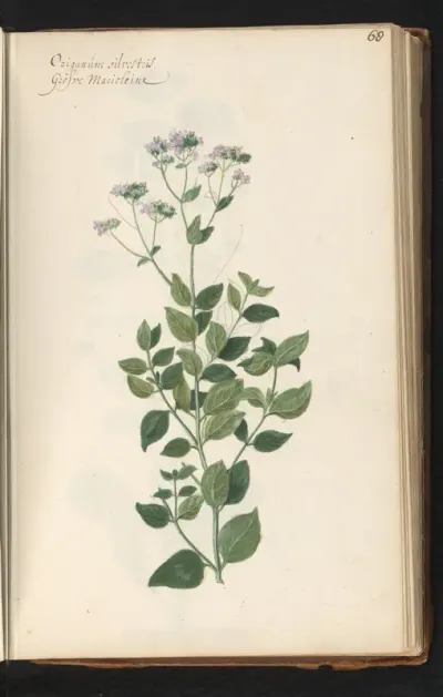 Wilde marjolein (Origanum vulgare)