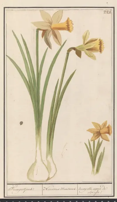 Wilde narcis (Narcissus pseudonarcissus)