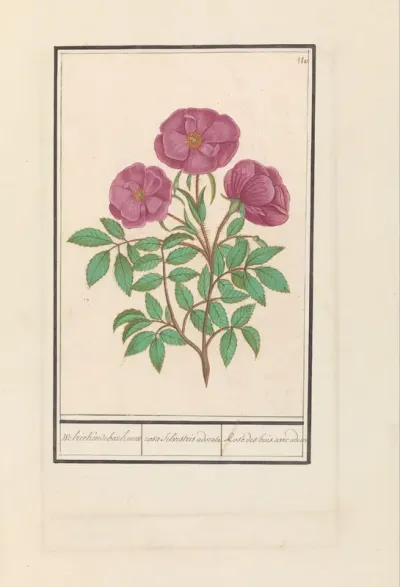 Wilde roos (Rosa)