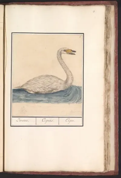 Wilde zwaan (Cygnus cygnus)