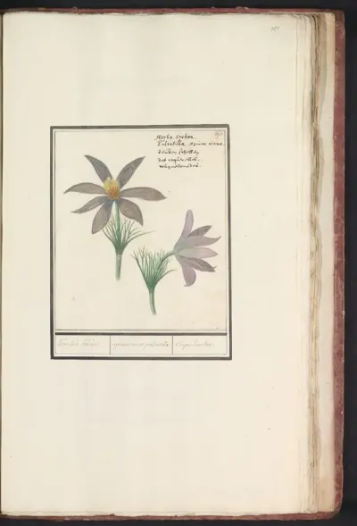 Wildemanskruid (Pulsatilla vulgaris)
