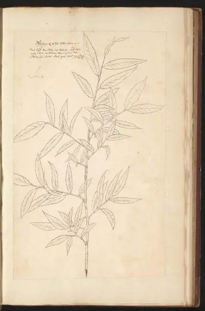 Wilg (Salix)