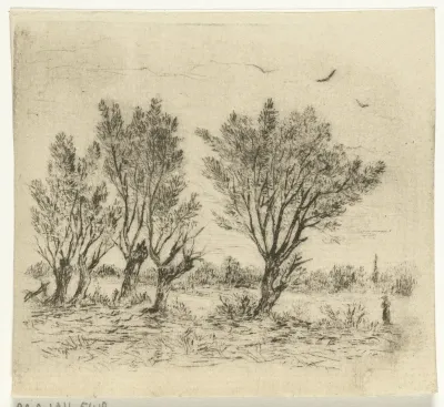 Wilgenrij