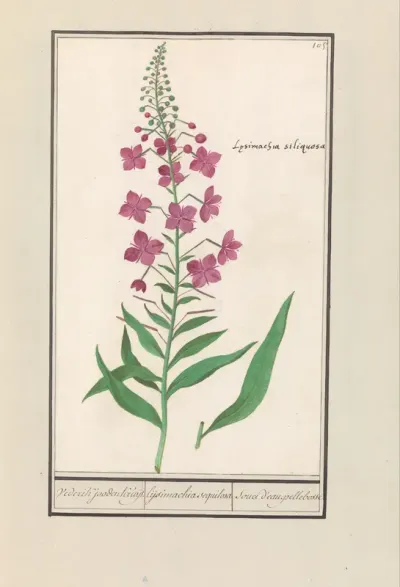Wilgenroosje (Chamerion angustifolium)